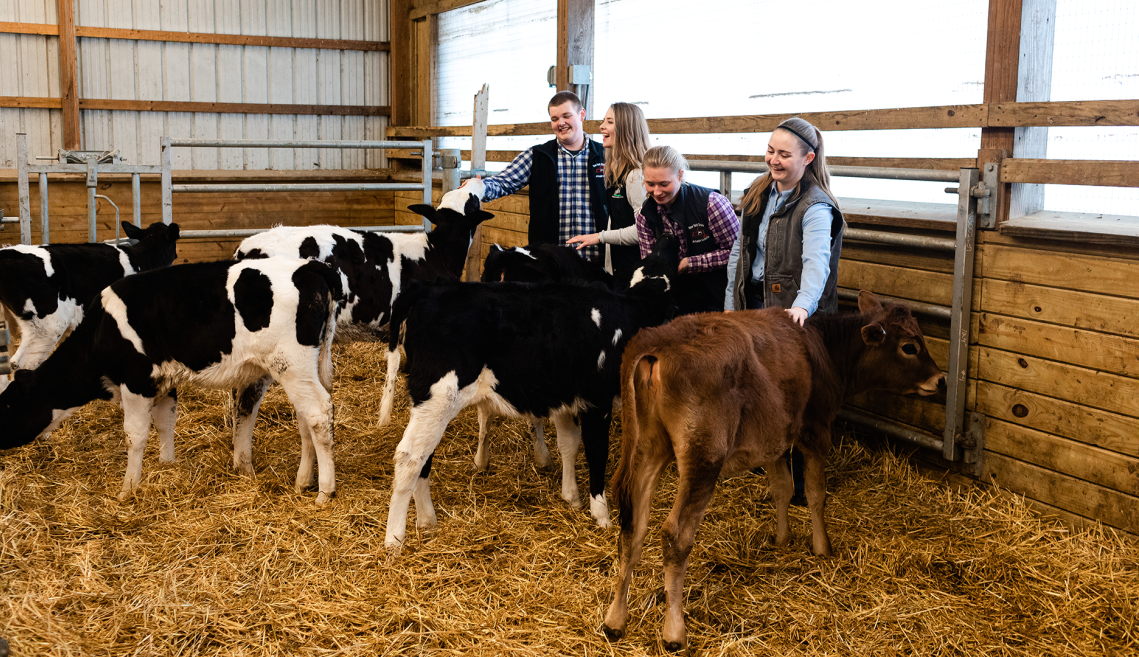 students stand with calves in a dairy barn
