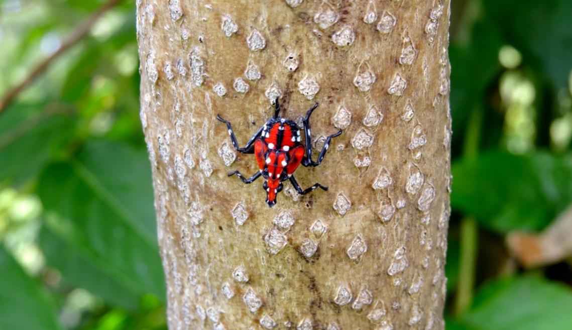 A spotted lanternfly in its fourth stage on a tree