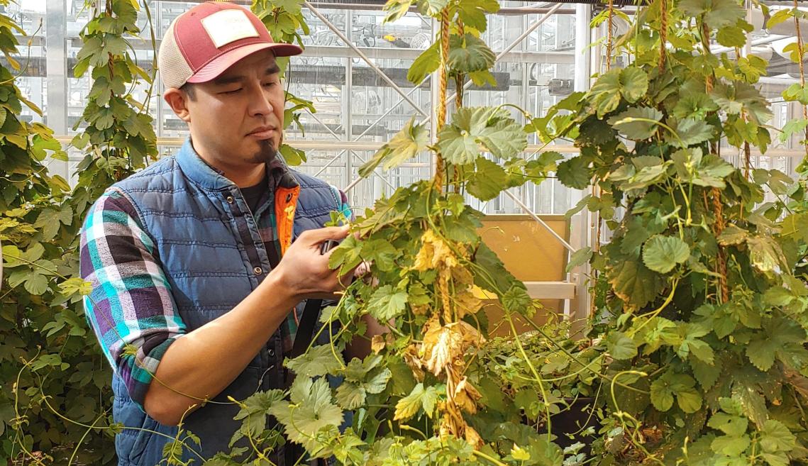 Man looks at hop plants
