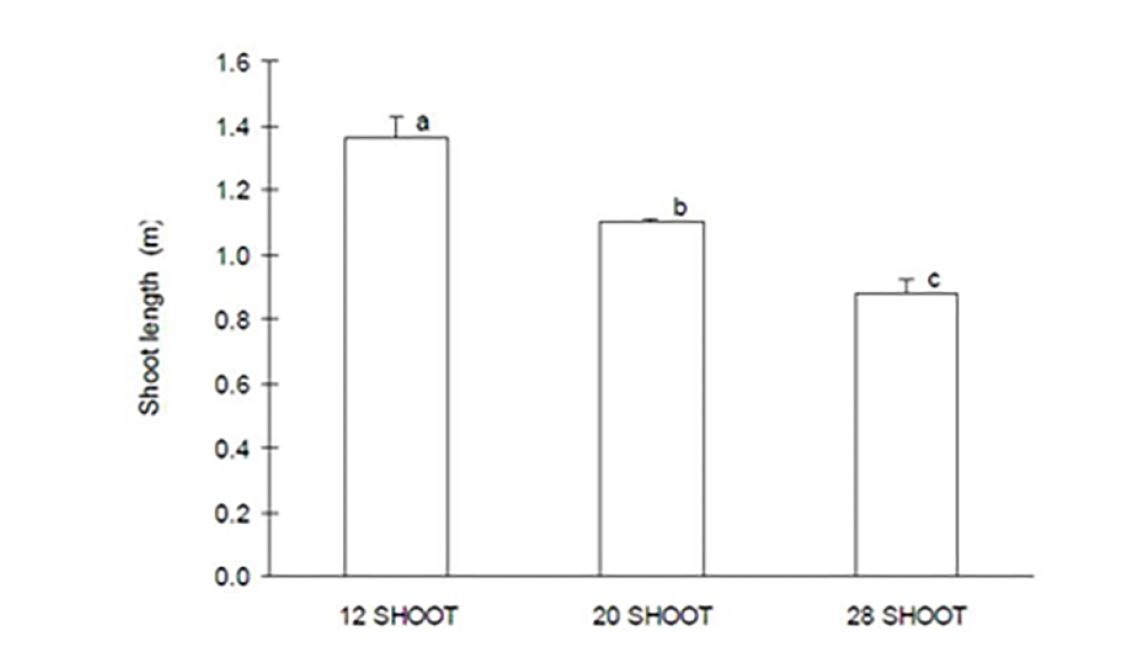 Shoot number affected shoot length graph