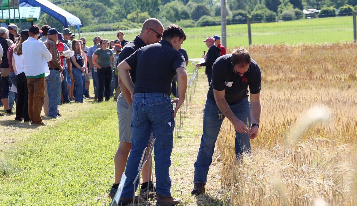 three men in black shirts looking at grain