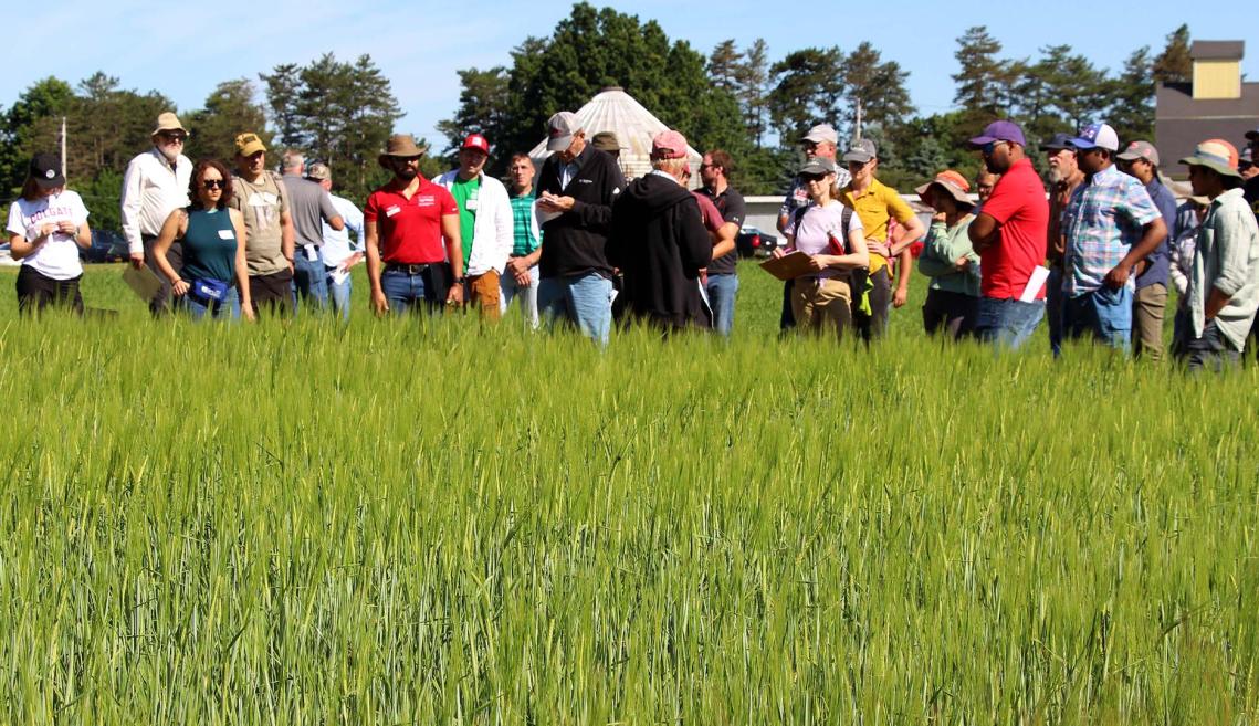 tour looking over very green spring grain field