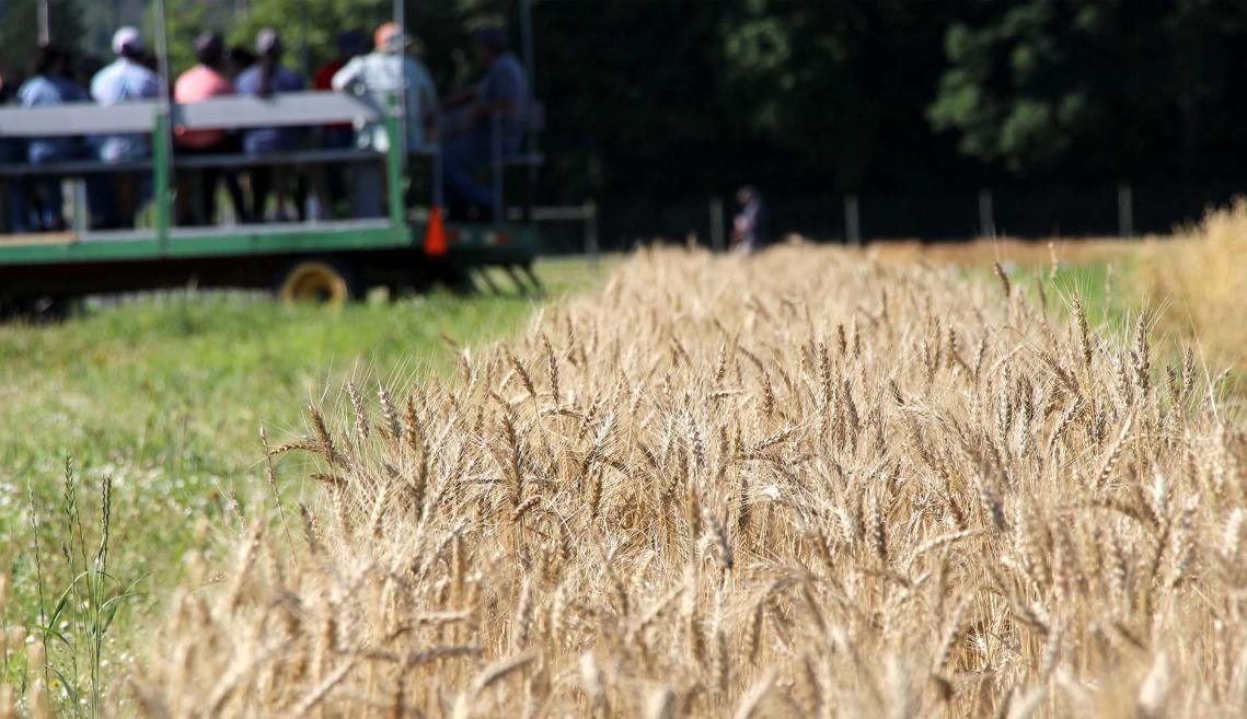 Tour passes grain strip.