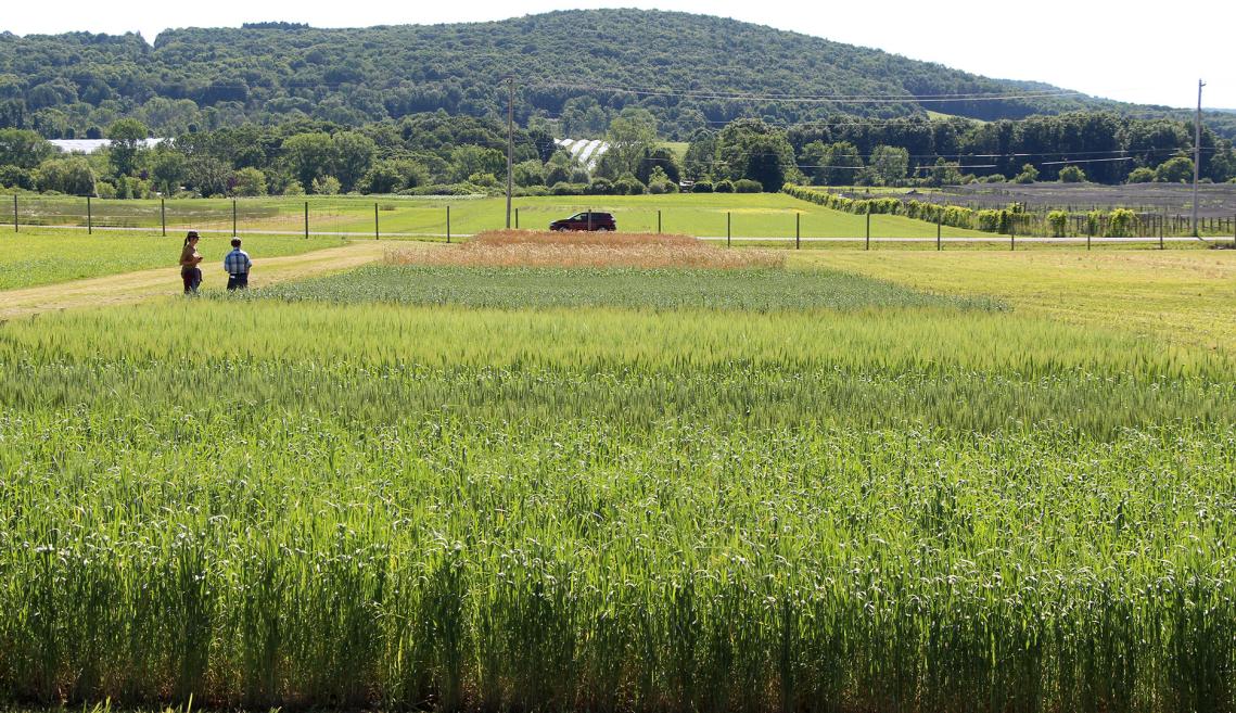 View from small grain trials. 