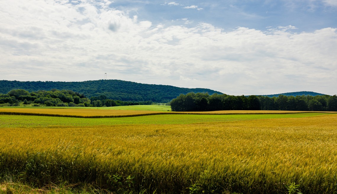 a crop field in summer