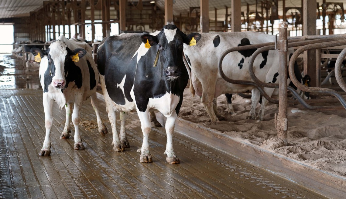two cows walk in a dairy barn
