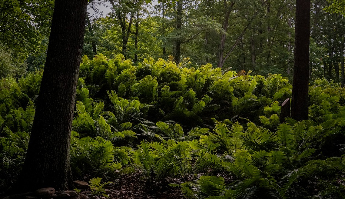 ferns along fairway