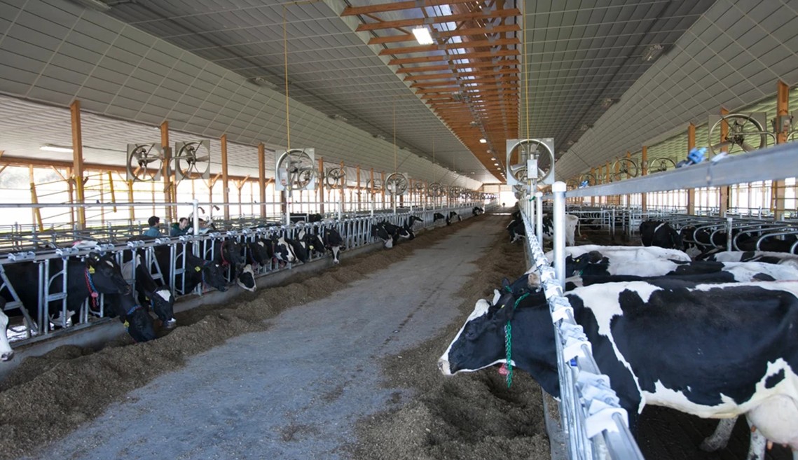the interior of a dairy barn looking down the long aisle
