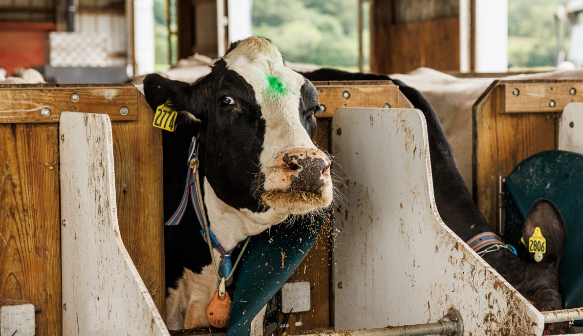 a cow stands with her head inside a calan gate