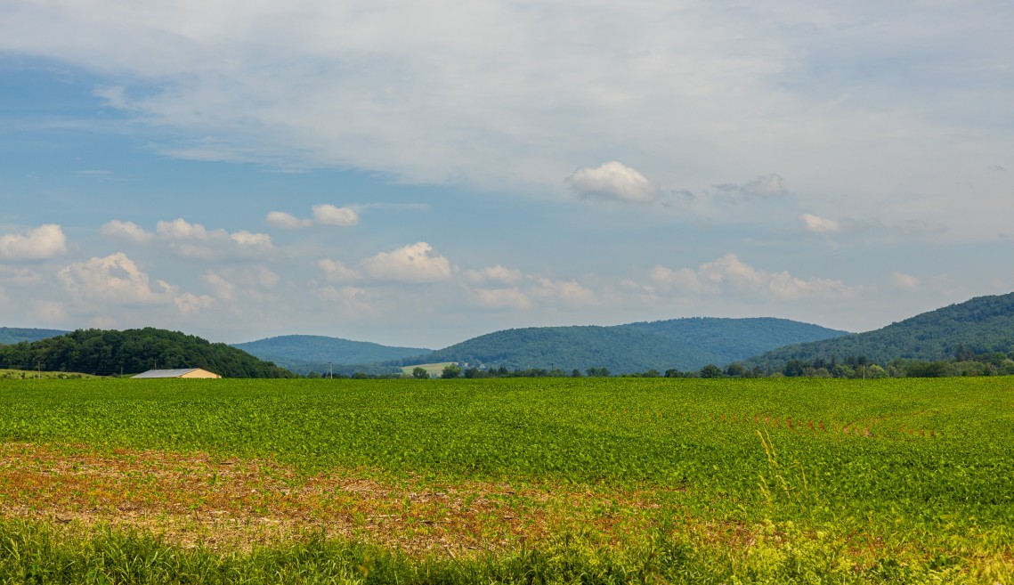 a crop field in summer