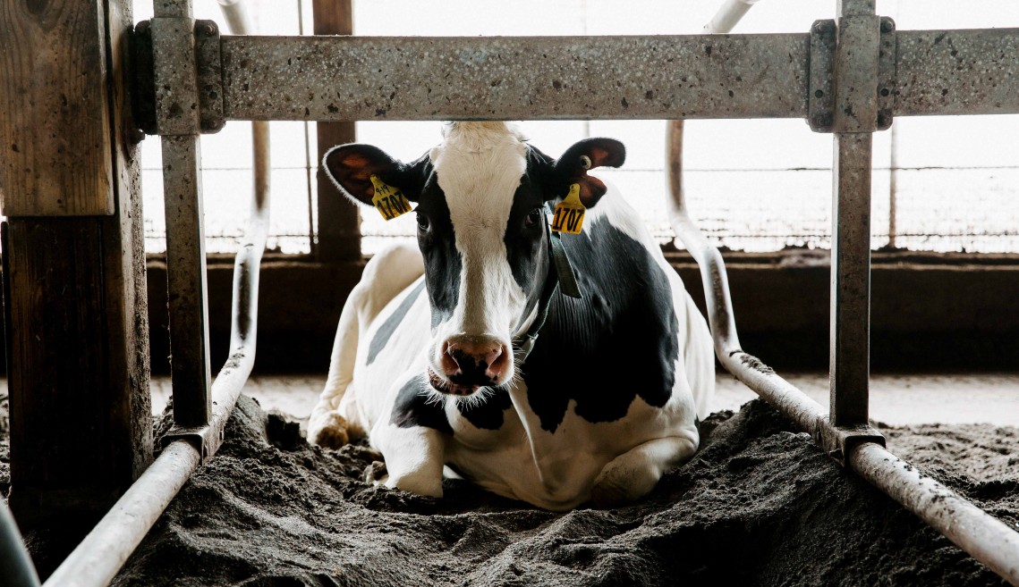 a cow lies in the barn