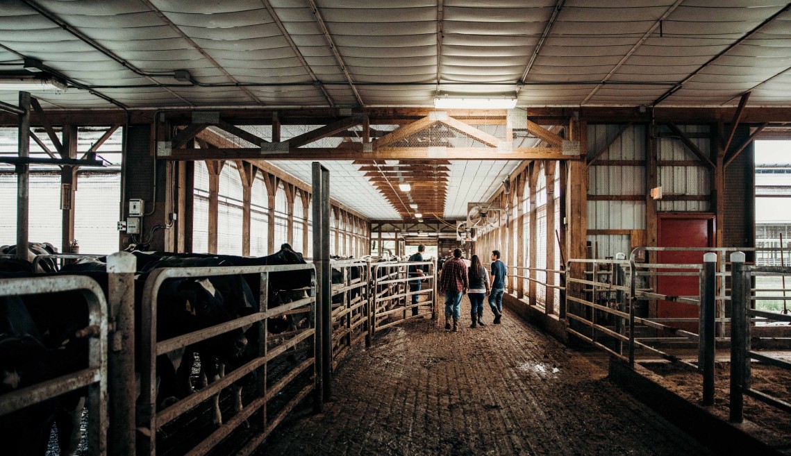 inside a cow barn looking down the aisle