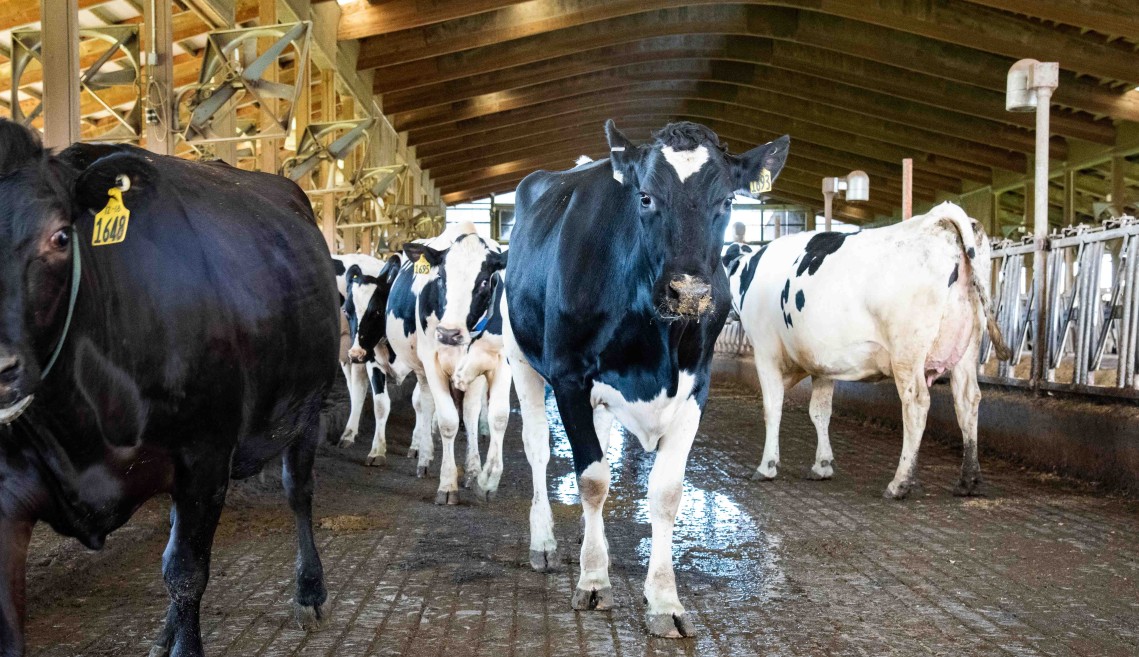cows walk in a dairy barn