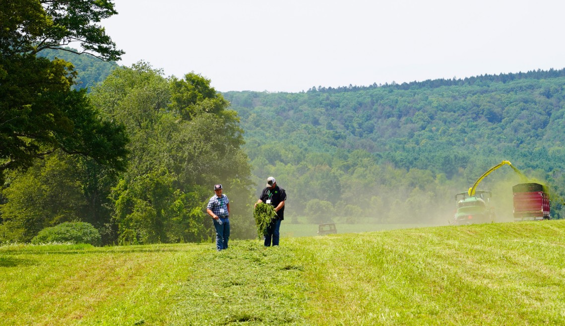 two men look at newly cut hay in a field while a harvester works in the background