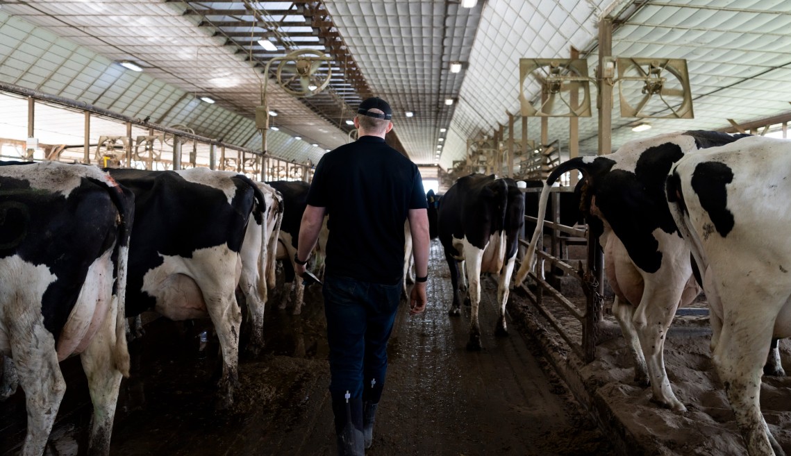a man walks amongst cows in a dairy barn