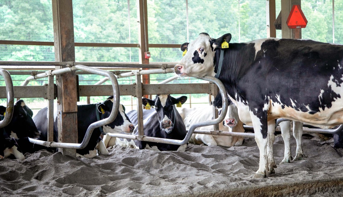 a cow stands in a dairy barn while others lie nearby