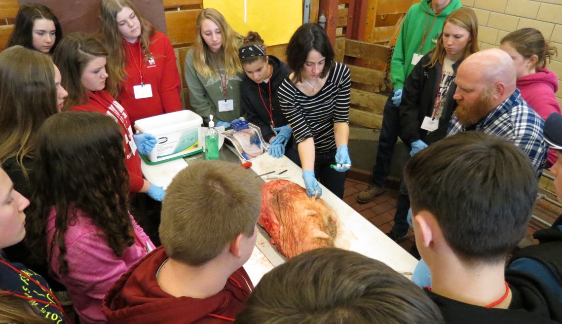 Youth participating in a dairy cow udder dissection