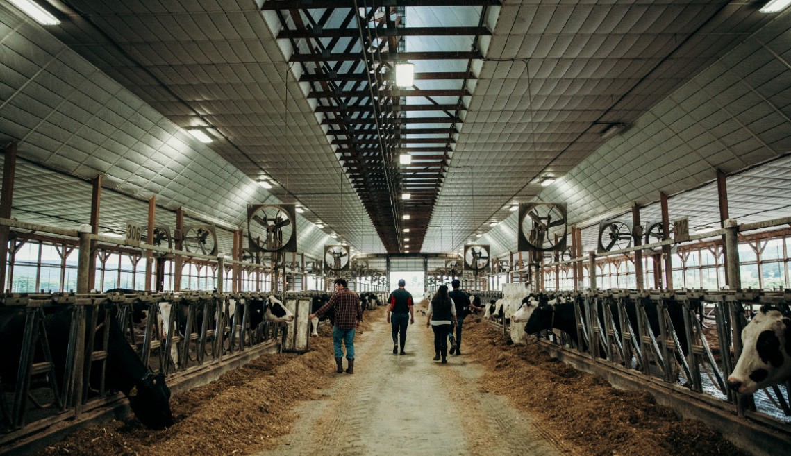 Four people walk through the interior of a large barn with pens of cows on each side.