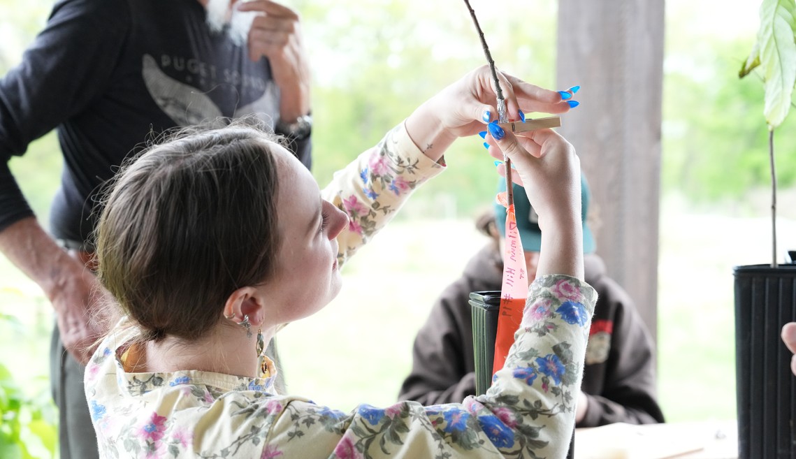 A student grafting a tree
