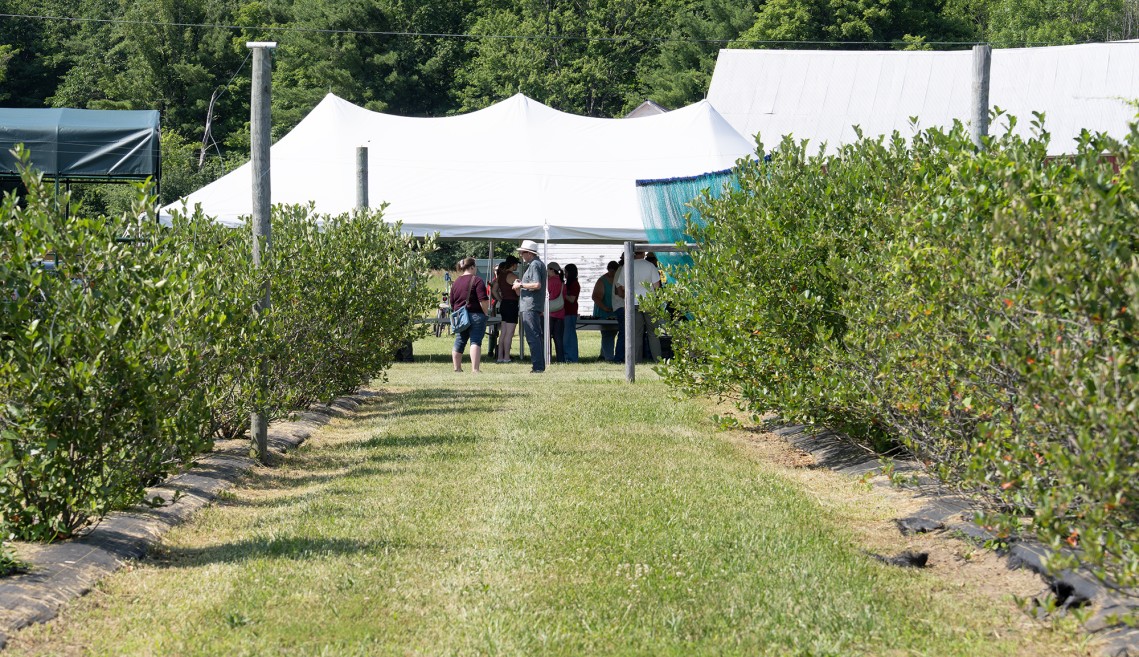 Rows of berry plantings, event tent, and people