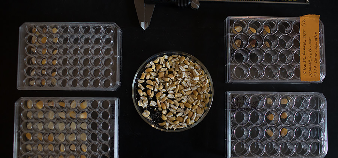 varieties of corn on a dark table in glass containers