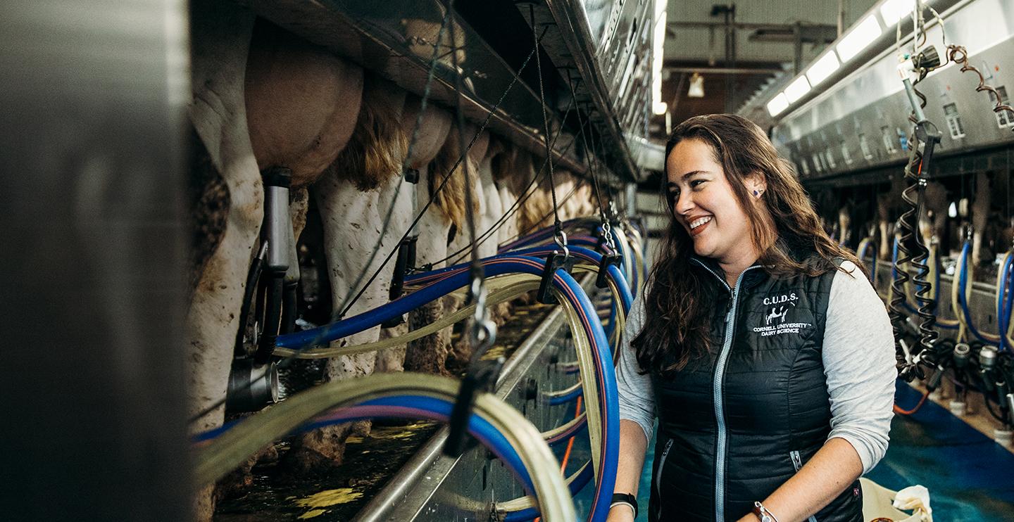 Female student works in dairy cow milk parlor. 