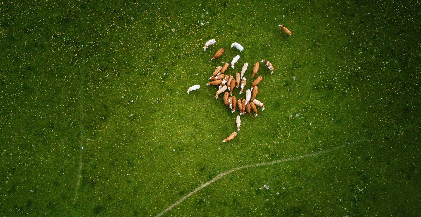 arial view of livestock in field