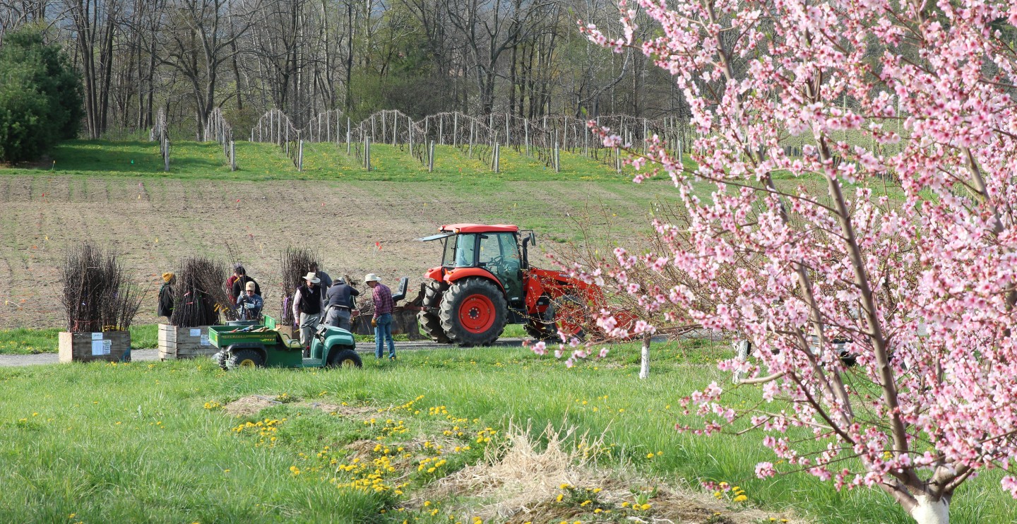 pleople planting trees, and flowering fruit trees