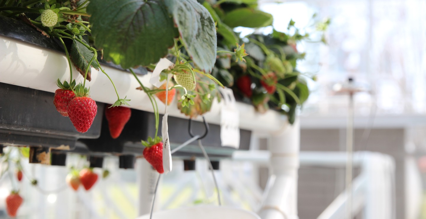 Strawberries in greenhouse