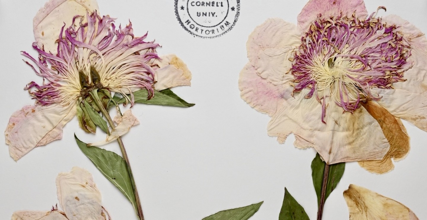 pressed peony flowers on herbarium voucher specimen