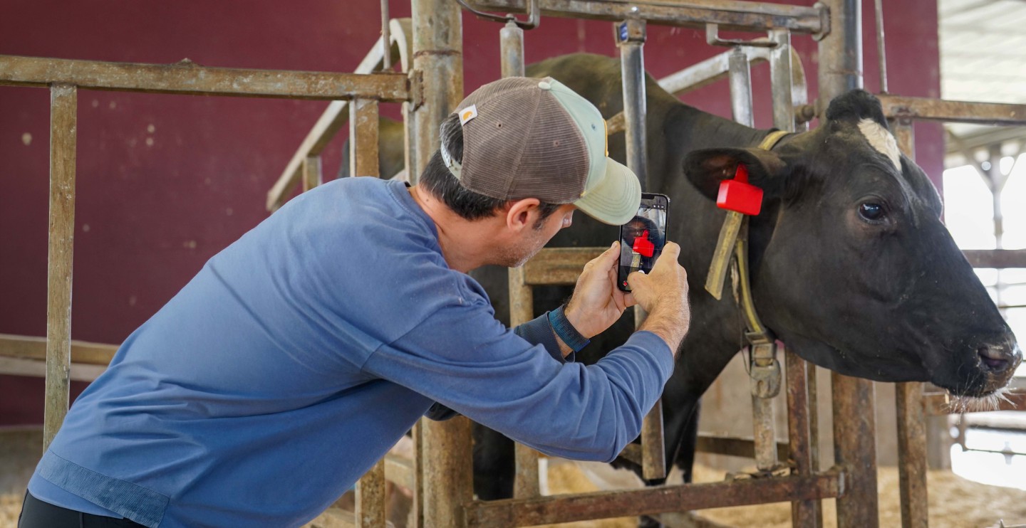 a man holds a cell phone camera up to a cow's ear tag