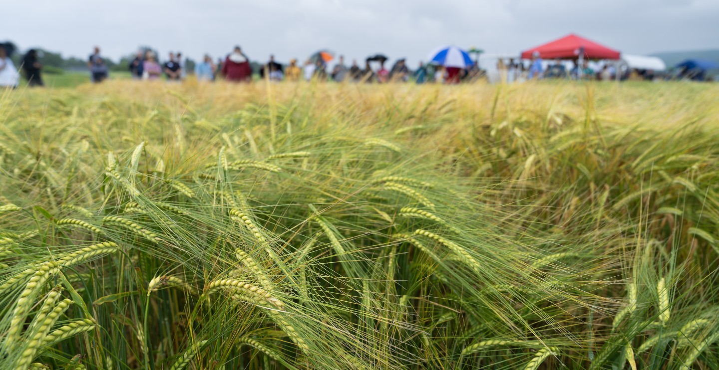 Small grains fields and a crowd of people