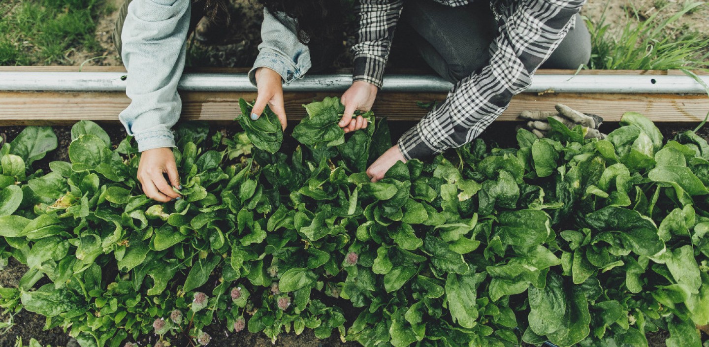 Two people pick spinach