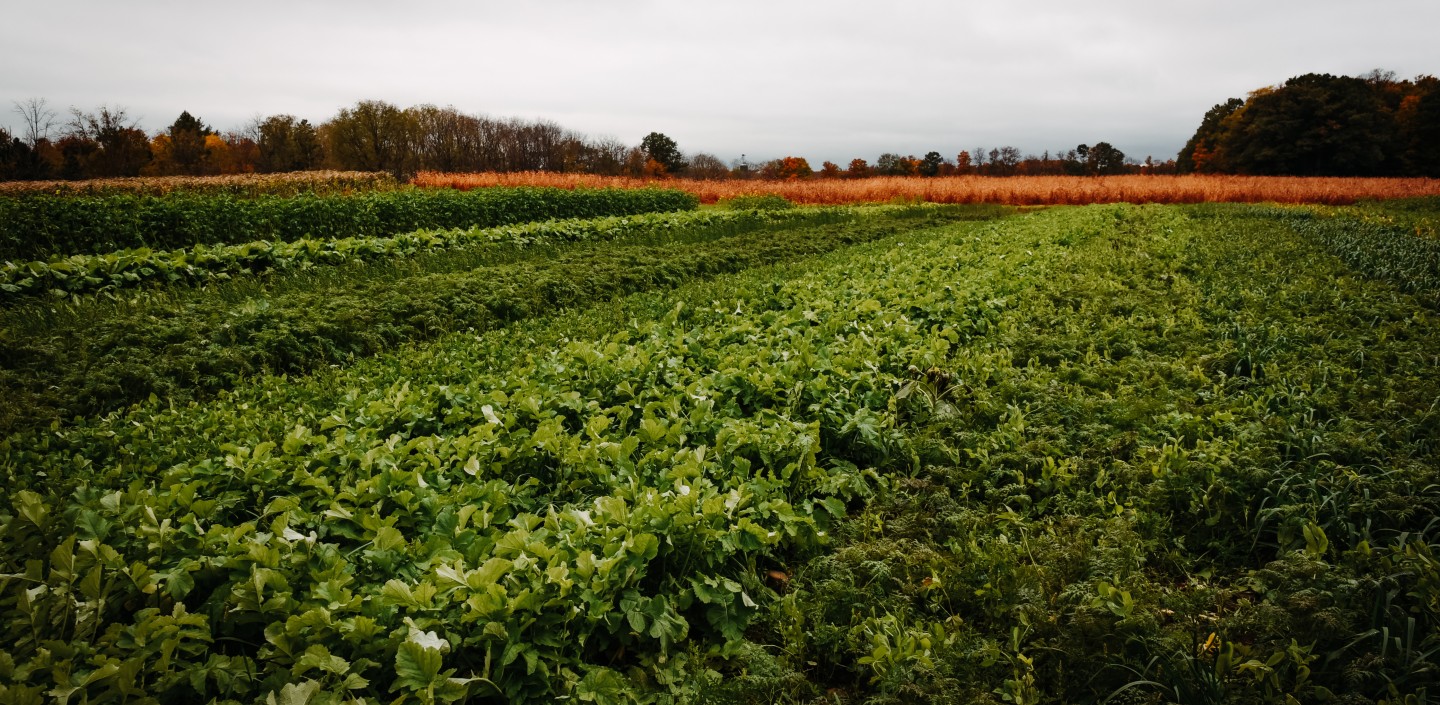 A cover crop demo