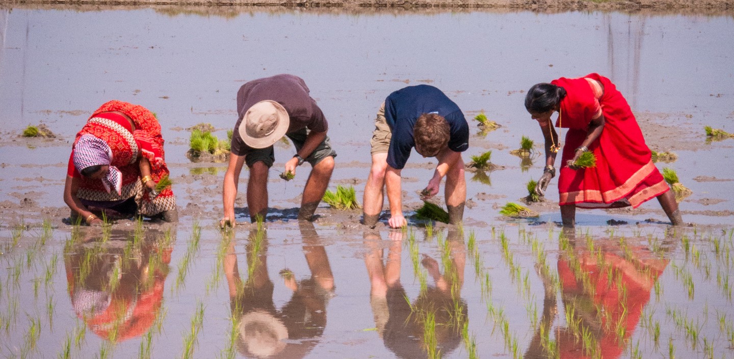 Four people plant rice in a paddy