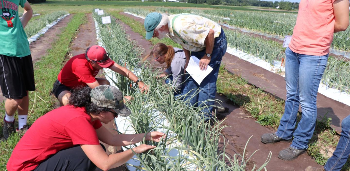 A group of people examine onion plants in a field