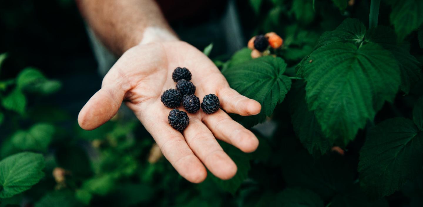 A hand holds black raspberries over the bush