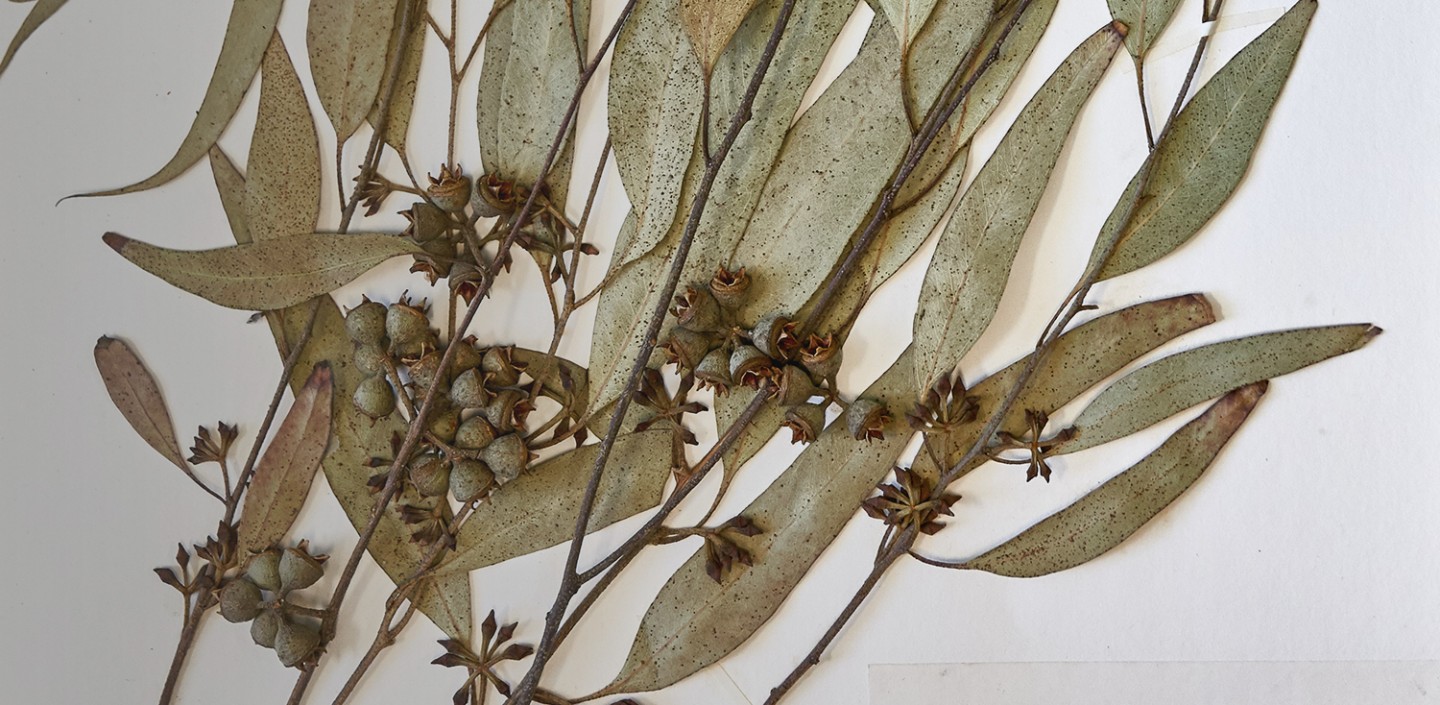 dried plants on a paper