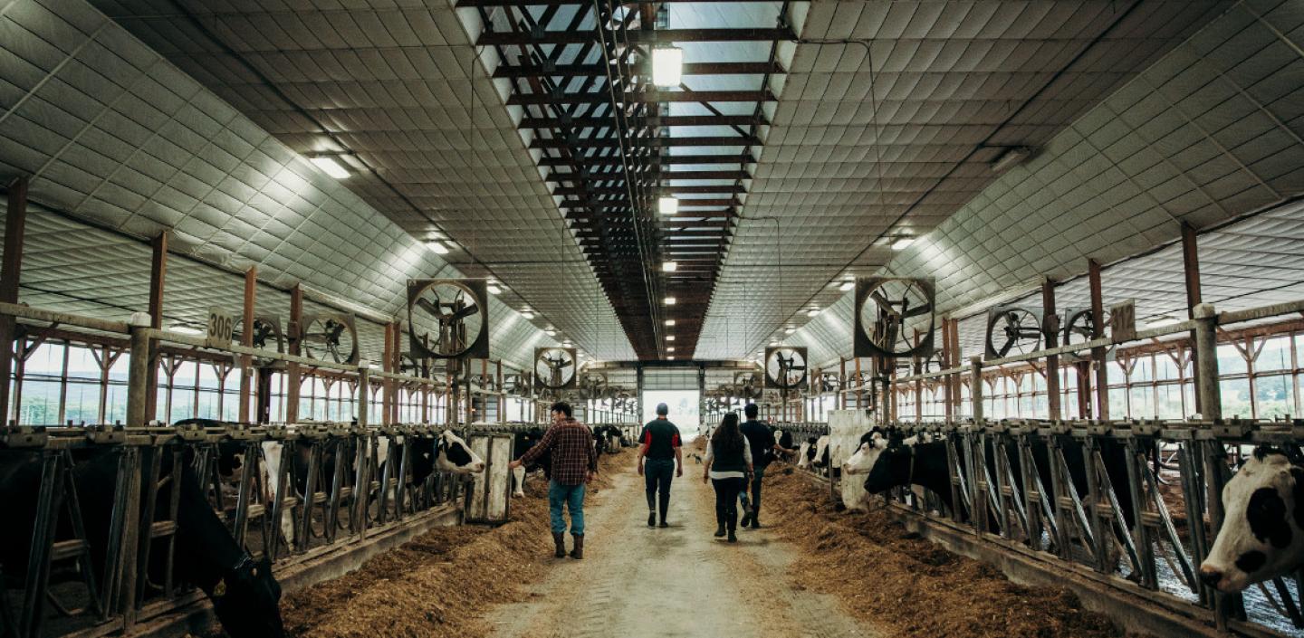 Four people walk through the interior of a large barn with pens of cows on each side.