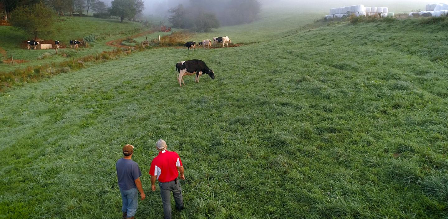 Men observing cows in a field