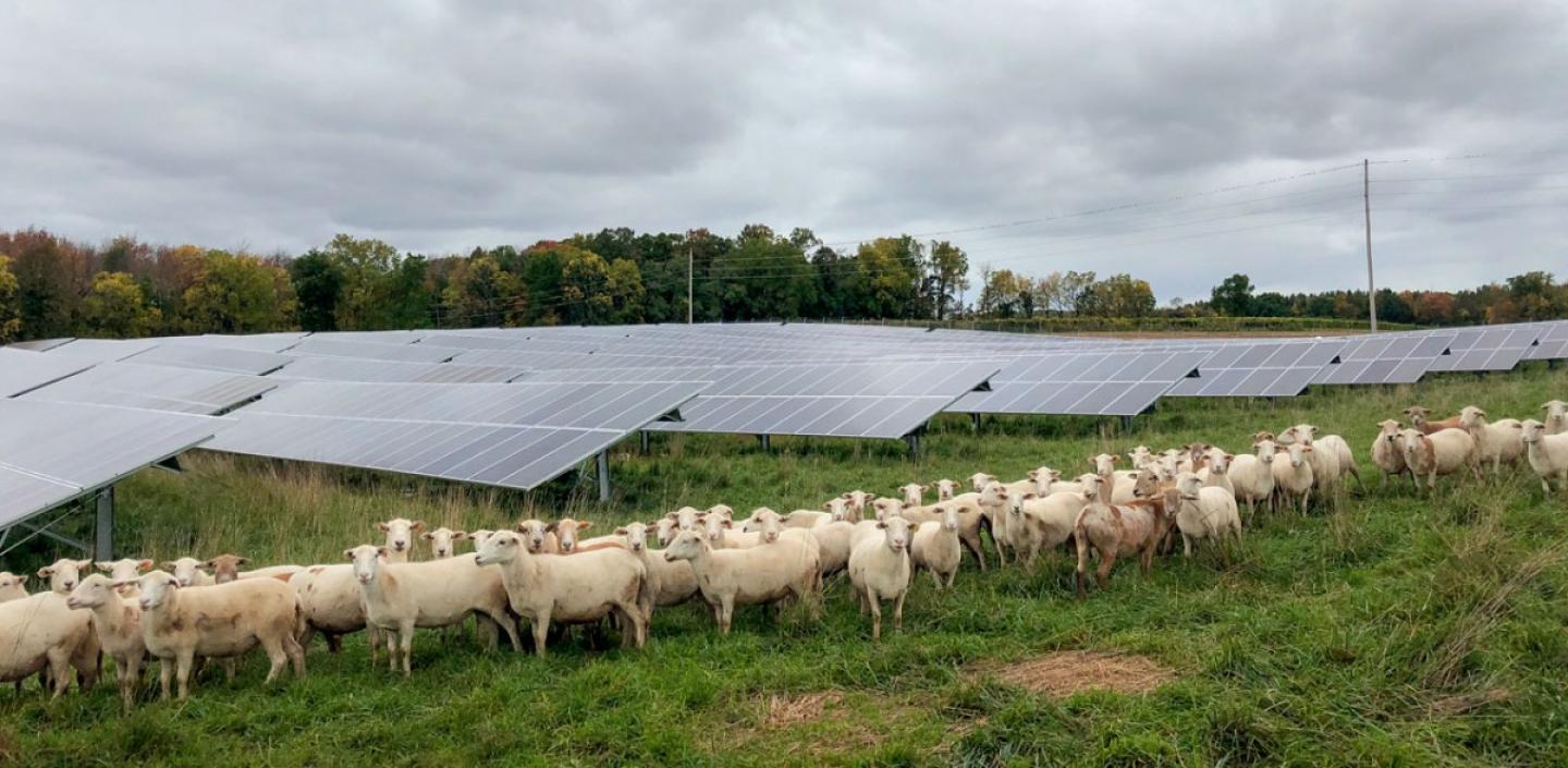 Sheep standing in front of solar panels 