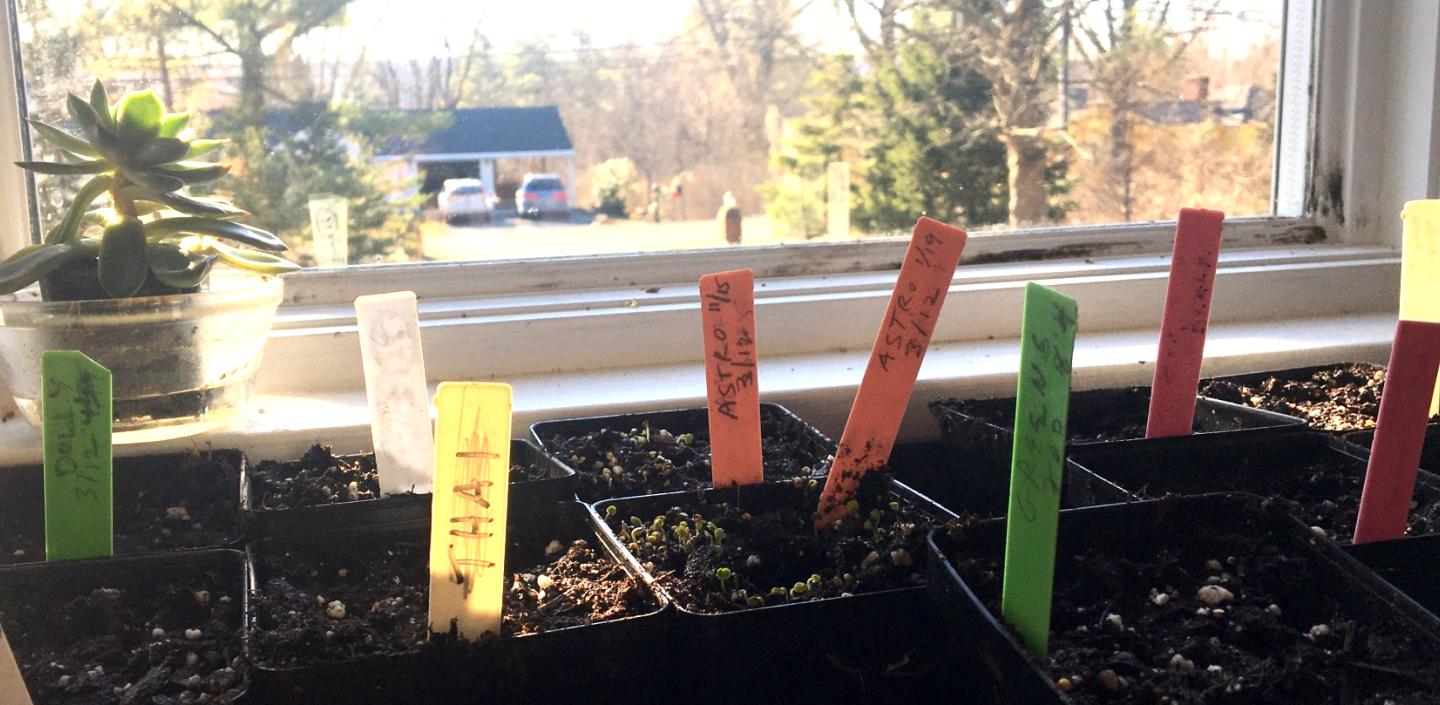 pots on the windowsill