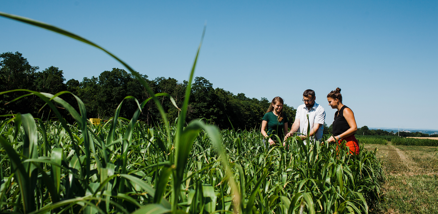 three people stand in the distance in a corn field