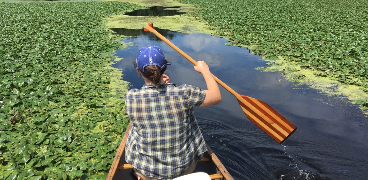 A researcher wearing a plaid shirt and hat sits in a canoe paddling through green vegetation on a lake.