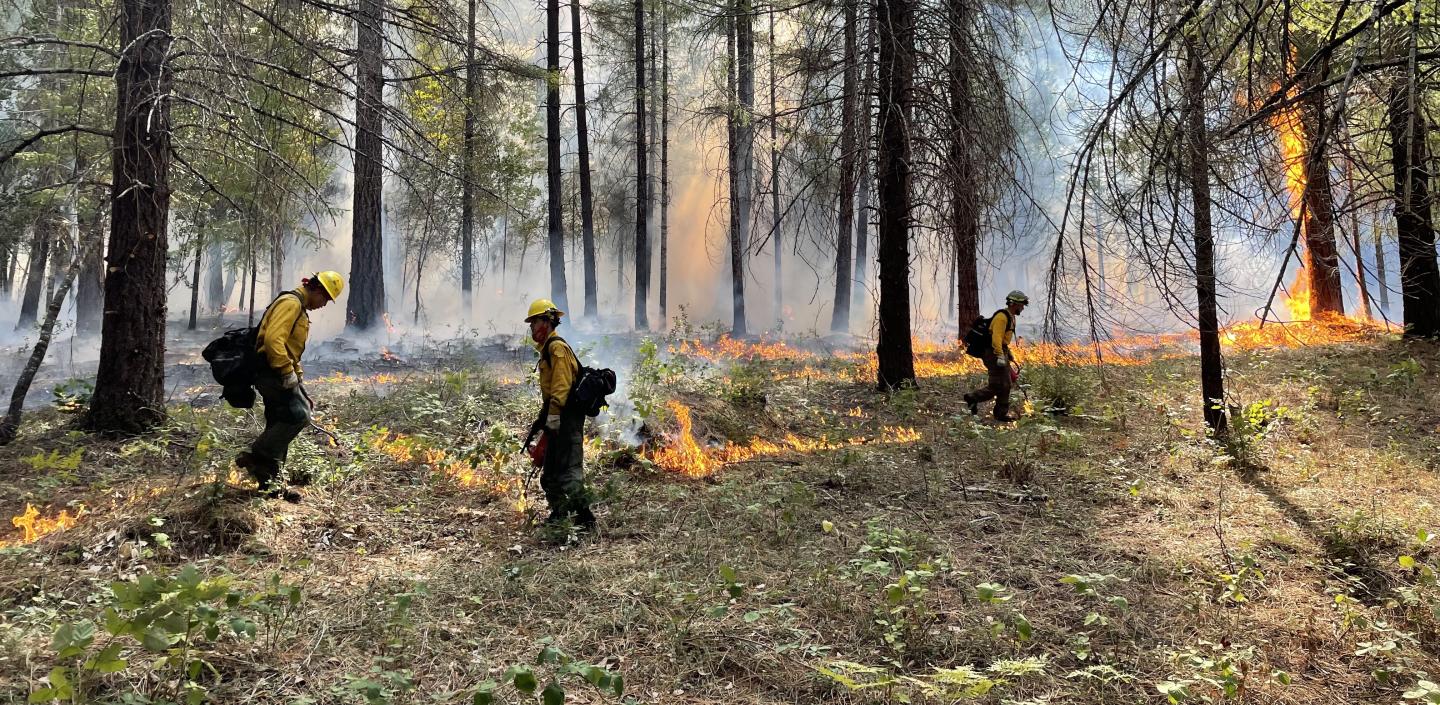 Photograph of three people in fire suits spreading controlled bits of fire in a tall pine forest.