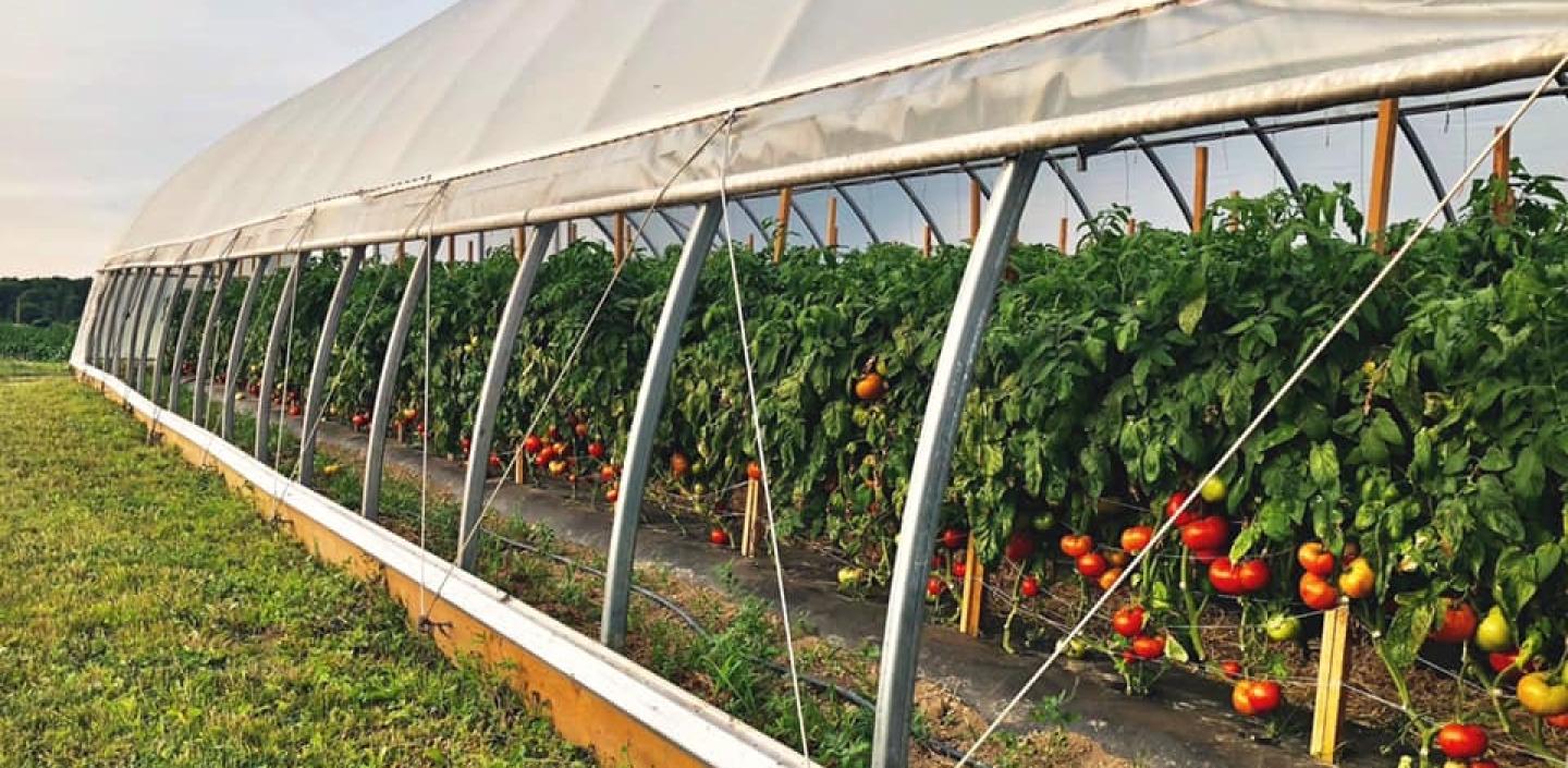 tomatoes in high tunnel