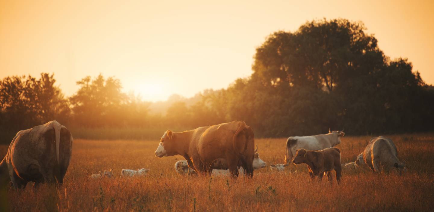 cattle grazing in a field with the sun setting