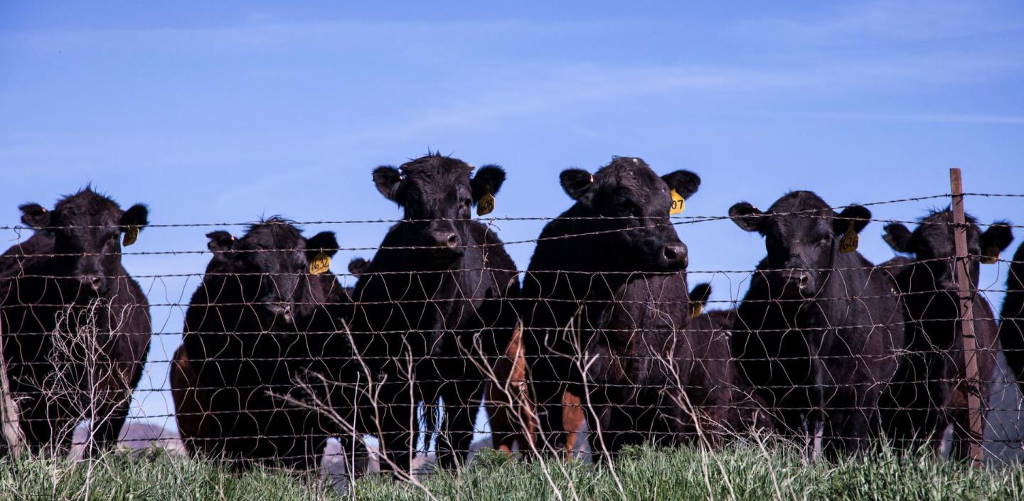 cattle stand behind fence