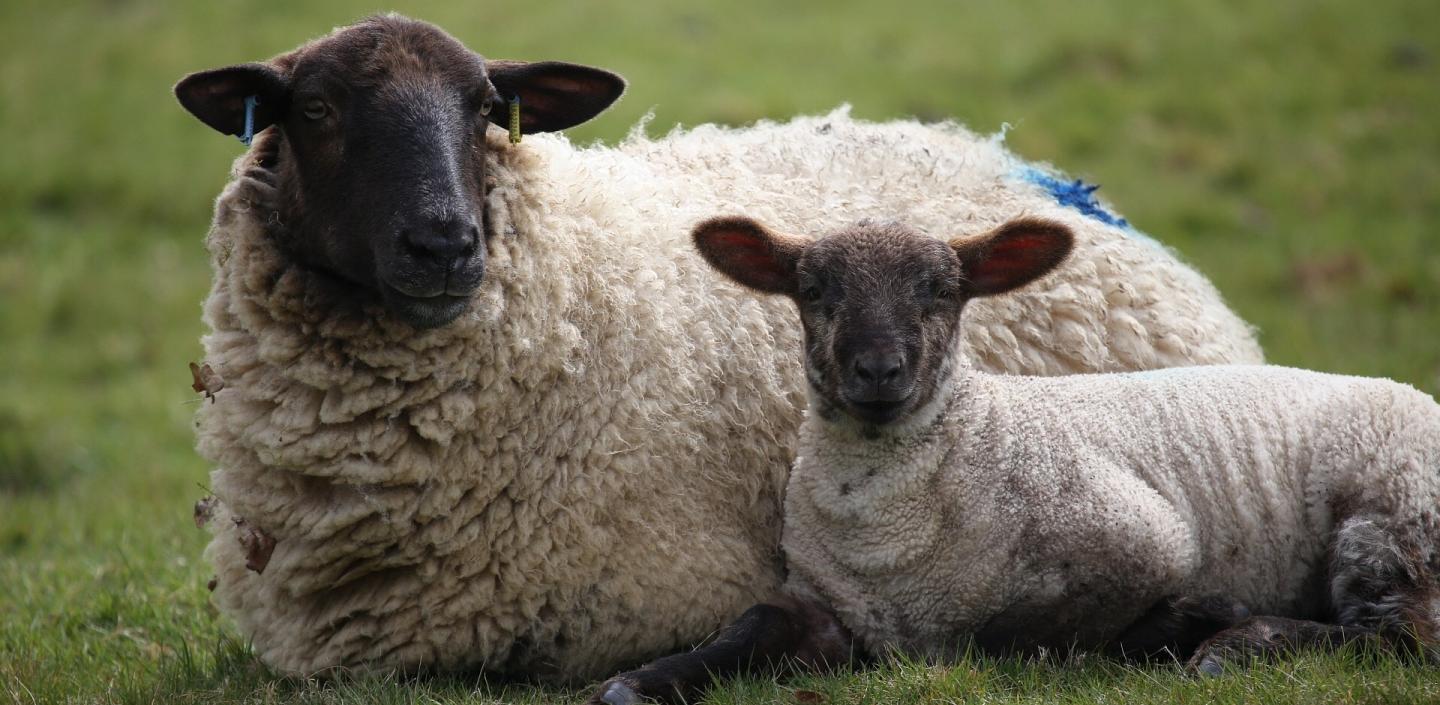 a ewe and lamb lie in the grass