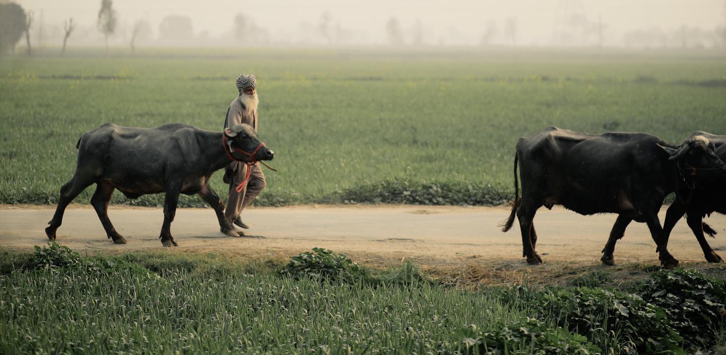 A cattle herder walks with two cows in India 